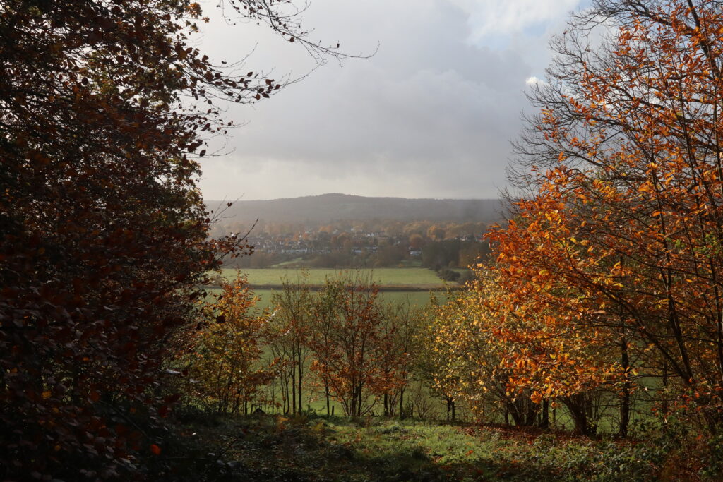 Chantry woods