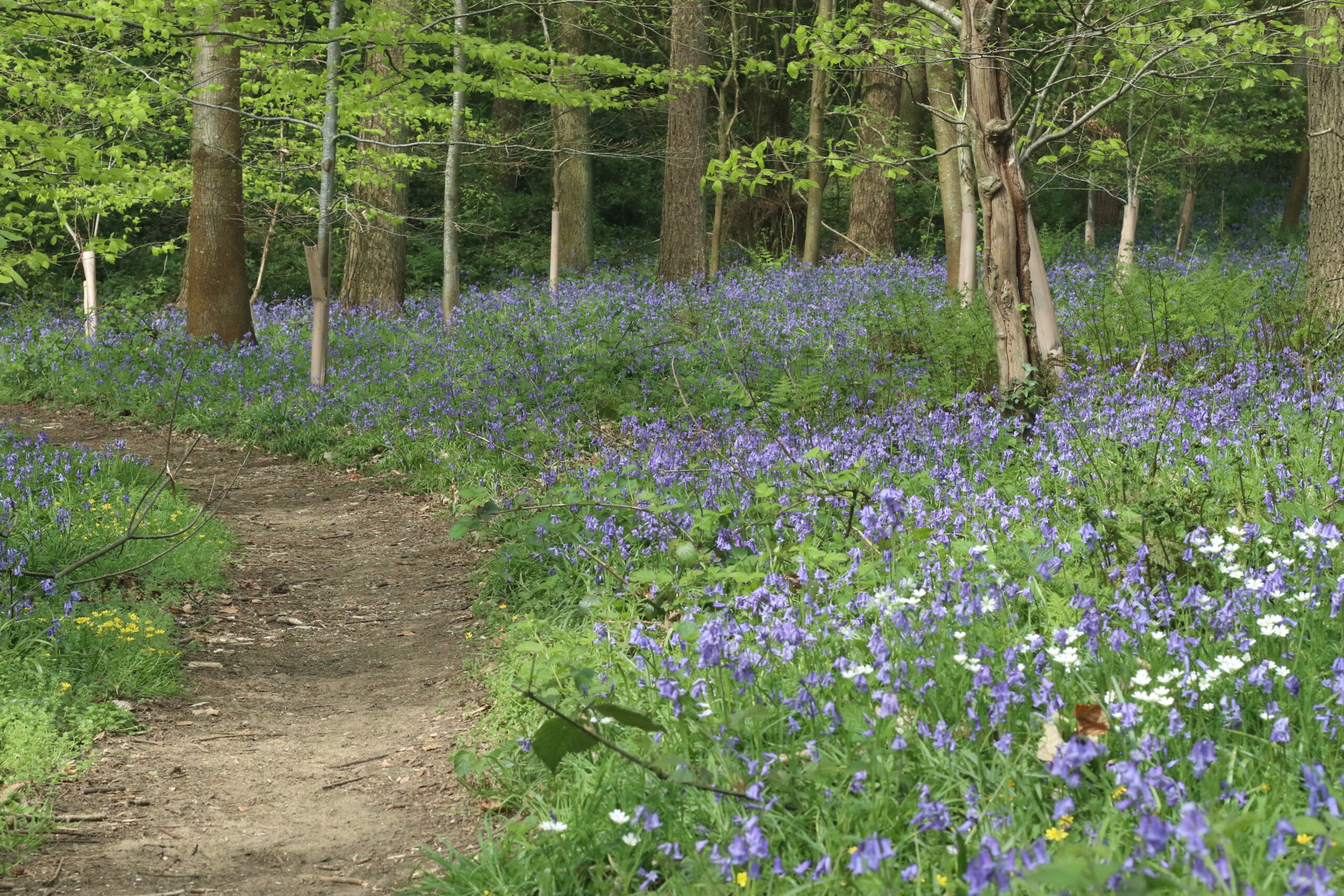 Bluebell carpeted forest floor