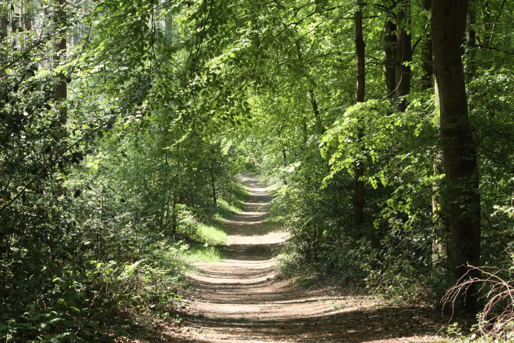 forest path forest path