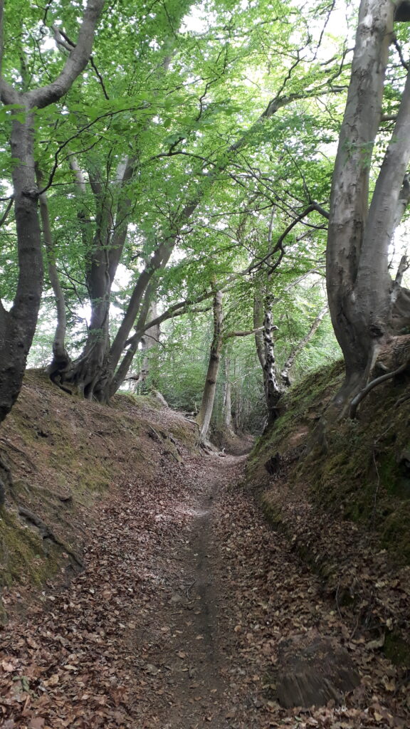 Forest path, Greensand Way Forest path, Greensand Way