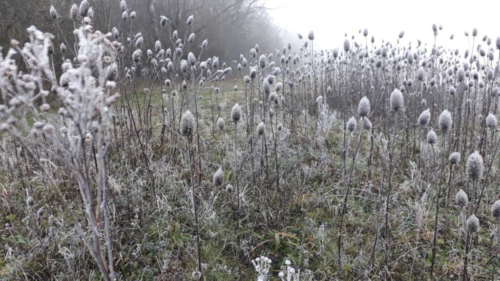 Frosty morning