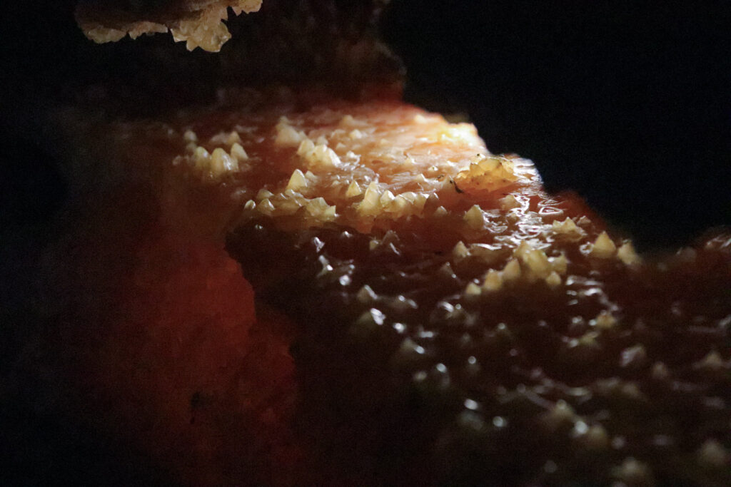 Grotte de Gran Roc crystals