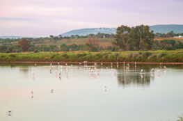 Faro flamingos