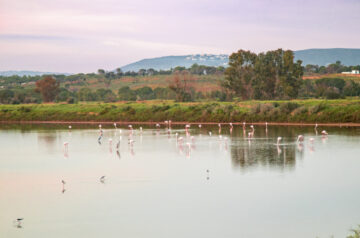 Faro flamingos