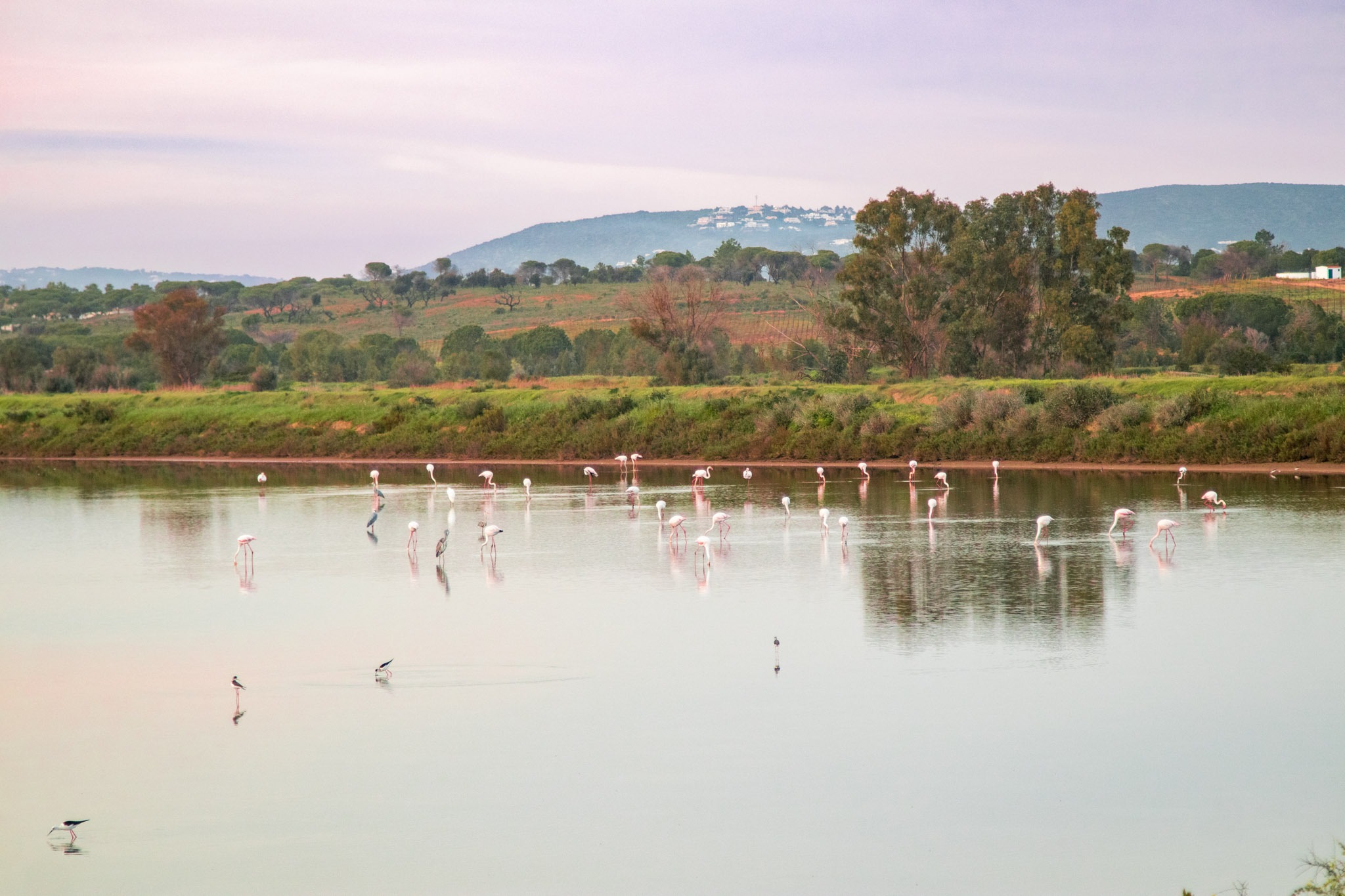 Faro flamingos